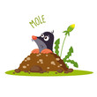 Mole vector illustration
