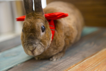 Cute brown rabbit with red bow on wooden boards background