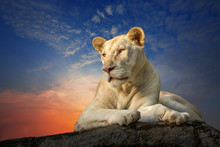White Female Lion Sitting On A Rock In The Evening.
