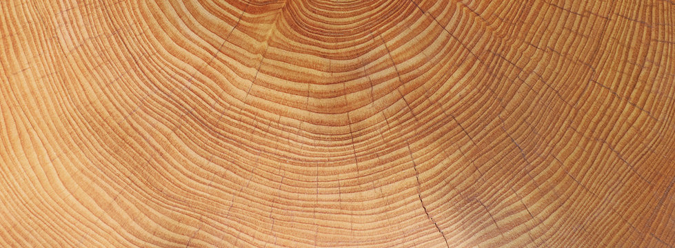 Holz - Jahresringe - Hintergrund
