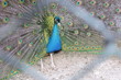 A colourful peacock seen through wire netting