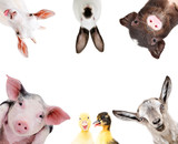 Fototapeta Zwierzęta - Funny portrait of a group of farm animals, isolated on a white background

