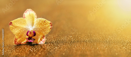 Cuadros en Lienzo Web banner or greeting card idea of a golden yellow orchid flower with blank, co