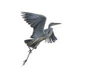 Grey Heron Flying Isolated On White Background