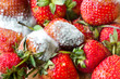 gray mold on red ripe fresh strawberries from farm are found in QC process before sending to sell on the supermarket.