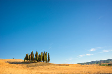 Wall Mural - beautiful typical tuscan landscape with cypress trees in a field in summer, val d'orcia, tuscany, it
