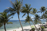 Fototapeta Krajobraz - Beautiful palm trees in Guam