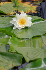 blossom of a white water lily