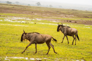 Canvas Print - Wildebeest herds grazing in the savannah of Amboseliau Kenya