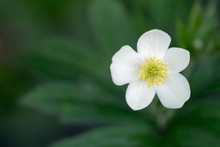 Wood Anemone Blossom Close Up. White Wildflower With Yellow Center On Soft Focus Green Leafy Background
