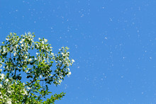 Bright Blue Summer Sky With A Cottonwood Tree Releasing Its Seeds. Concepts Of Summer, Spring, Happiness