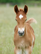 © Nigel Baker - Pretty Foal