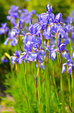 Violet blue flowers of wild iris, covered with drops of summer rain, on a green background