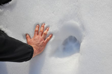 Wolf Trails In Snow Next To A Man Hand. Size Of A Wolf's Trails In Snow