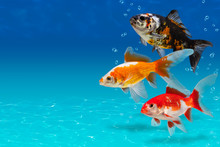 Underwater Scene With Three Colorful Fishes And Bubbles, Collage With Aquarium Goldfish On Turquose Background With Copyspace, Fish Tank With Decorative Carassius Gibelio Forma Auratus