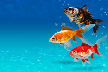Poster - Underwater scene with three colorful fishes and bubbles, collage with aquarium goldfish on turquose background with copyspace, fish tank with decorative carassius gibelio forma auratus