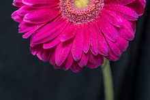 Half Of The Red Gerbera Flower With Water Drops Close Up On Black Background