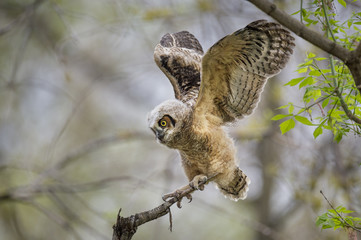 Canvas Print - A Great Horned Owlet flaps its new wings trying to learn how to fly.