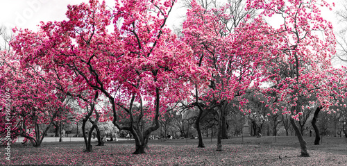 Plakat Las fantasy krajobraz z różowymi drzewami w czerni i bieli