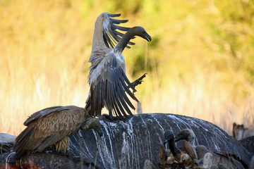 Wall Mural - The white-backed vulture (Gyps africanus) sitting on the hippo's carcass. Vulture sitting on hippo at sunset.