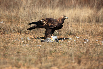 Canvas Print - The golden eagle (Aquila chrysaetos) female flying across the meadow.