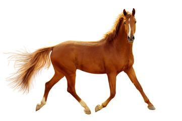 a red horse in contour light is trotting freely.