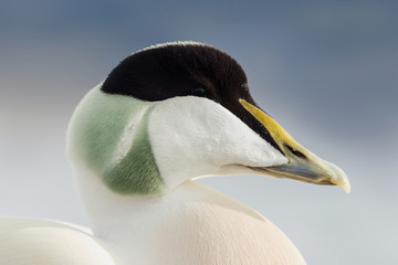 Close up of a male common eider