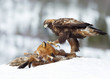 Golden Eagle feeding on a Red Fox in winter