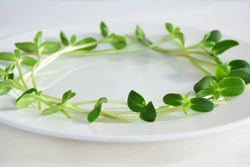 green fresh sunflower sprouts - concept for healthy nutrition, closeup