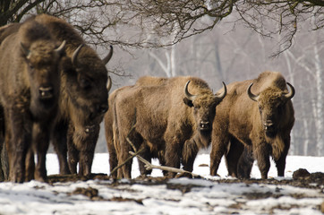 Wall Mural - european bison, bison bonasus, visent, herbivore in winter, herd, slovakia