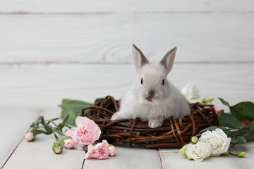 Wall Mural - Easter bunny rabbit with spring flowers on white wooden planks, Easter holiday concept.