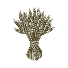 Sheaf Of Wheat. Engraving Style. Vector Illustration.