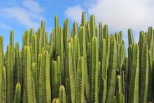 Green Cactus With Blue Sky In The Background
