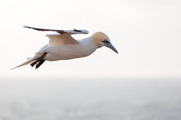 Wall Mural - Flying Northern Gannet