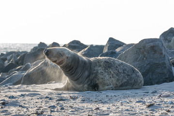 Wall Mural - Grey seal