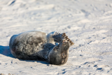 Wall Mural - Young tired seal on white sand beach