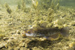 Brown Bullhead Catfish (Ameiurus nebulosus) underwater photography. Freshwater fish in clean water and nature habitat. Natural light. Lake and river habitat. Wild animal.