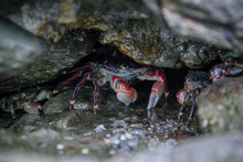 Hiding Crab Free Stock Photo - Public Domain Pictures
