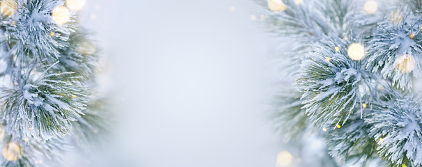 christmas decoration banner. snowy pine branch under snow with christmas lights