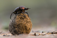 Dung Beetle On His Dung Ball To Impress The Ladies In Sabi Sands GR, Part Of The Greater Kruger Region In South Africa 