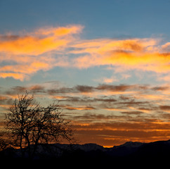 Wall Mural -  in south africa sunrise near branch