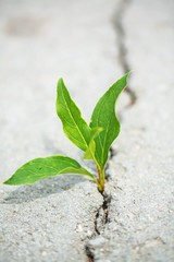 plant taking root on a concrete footpath
