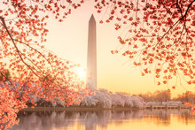 Washington Monument During The Cherry Blossom Festival