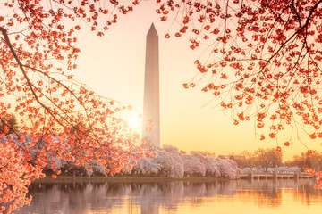 Fototapete - Washington Monument during the Cherry Blossom Festival