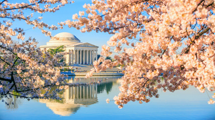 Fototapete - Jefferson Memorial during the Cherry Blossom Festival