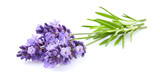 Fototapeta  - Lavender flowers in closeup
