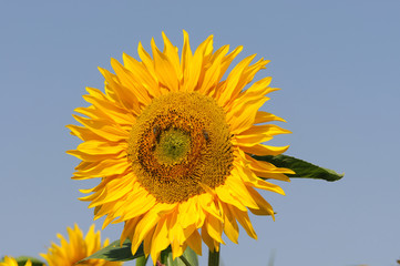 Sonnenblume (Helianthus annuus), blühend, Baden-Württemberg, Deutschland, Europa