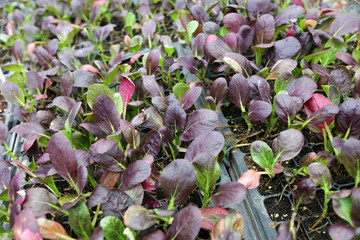 Wall Mural - greenhouse seedlings