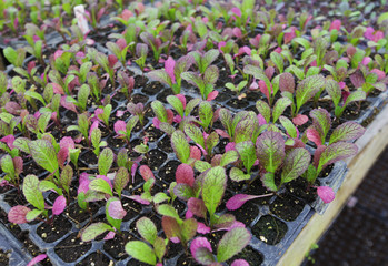 Wall Mural - greenhouse seedlings