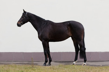 Black horse on light background isolated, exterior